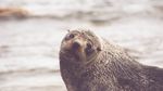 海狮