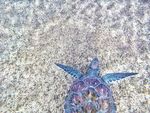 海龟