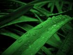植物水珠