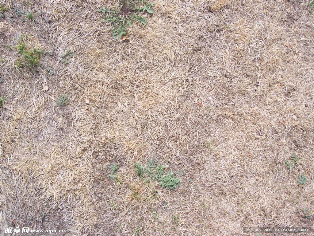 地面草皮