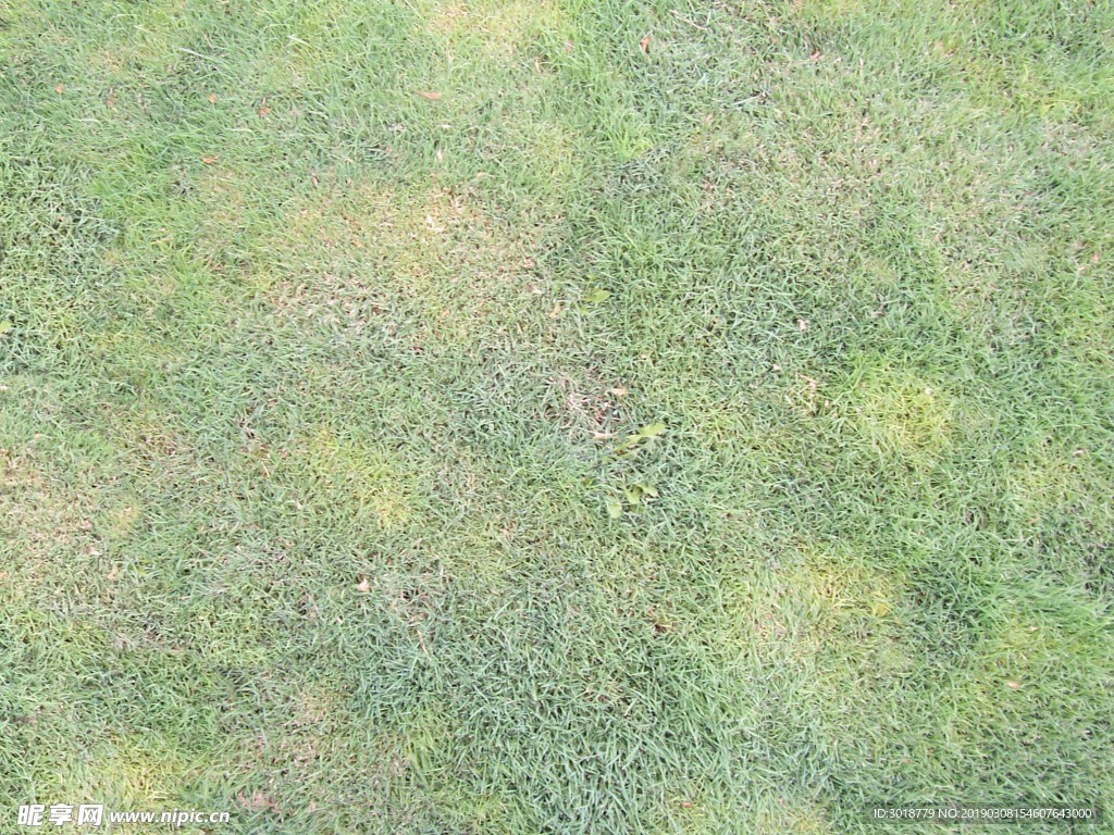 地面草皮