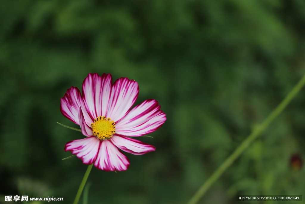 格桑花