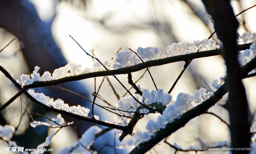冰雪树枝