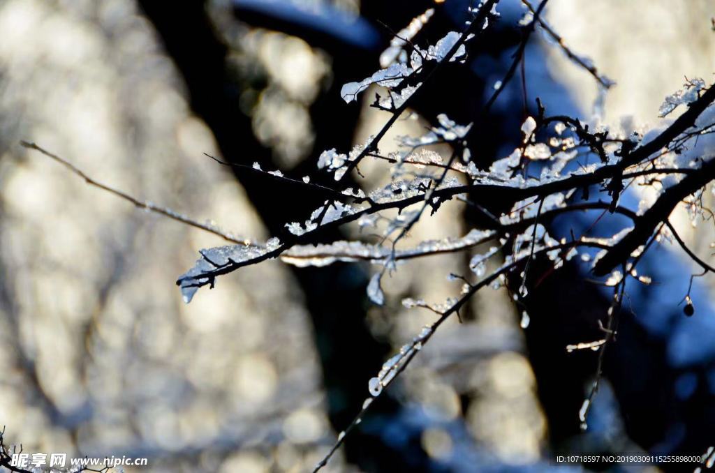 冰雪树枝