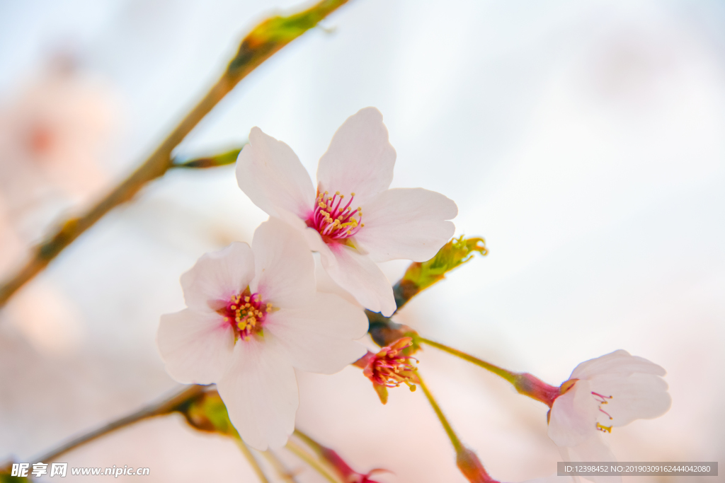 樱花