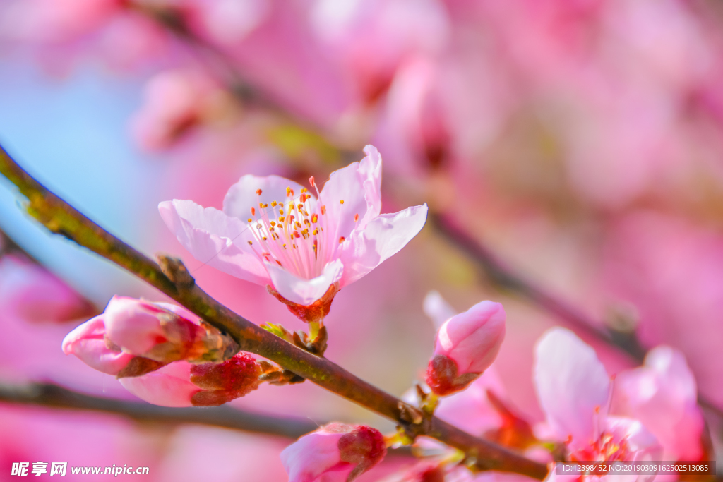 樱花