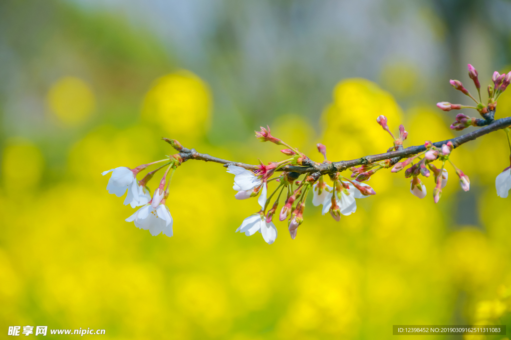 樱花