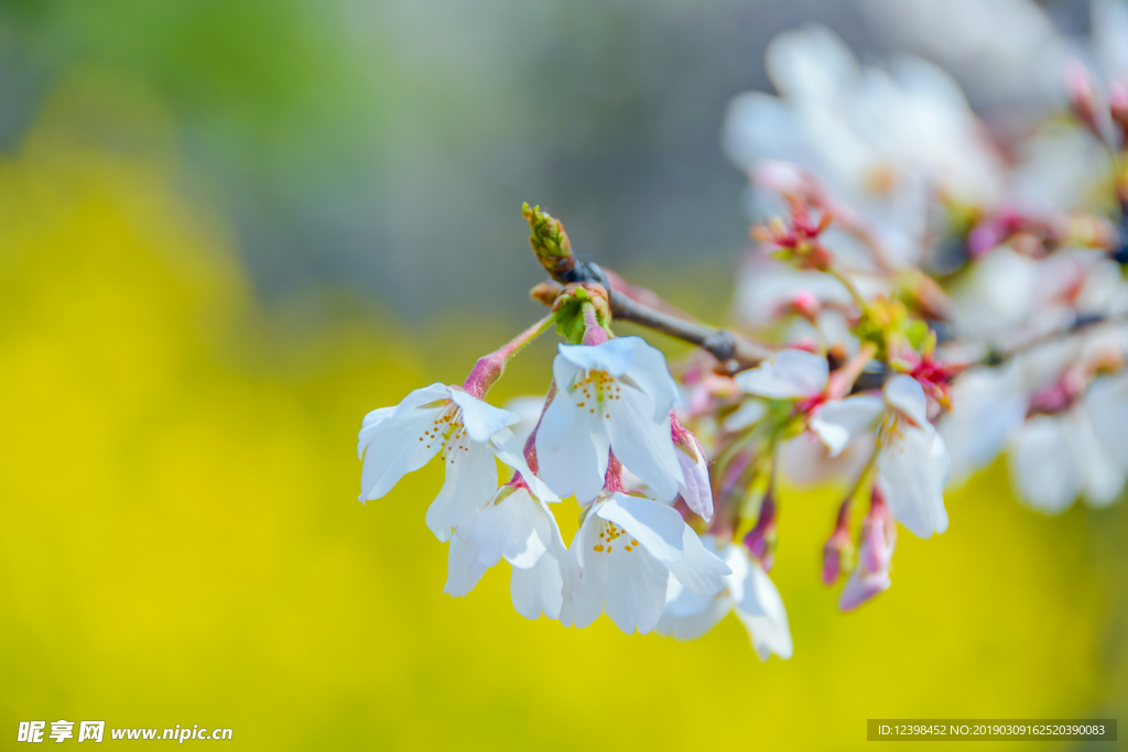 樱花
