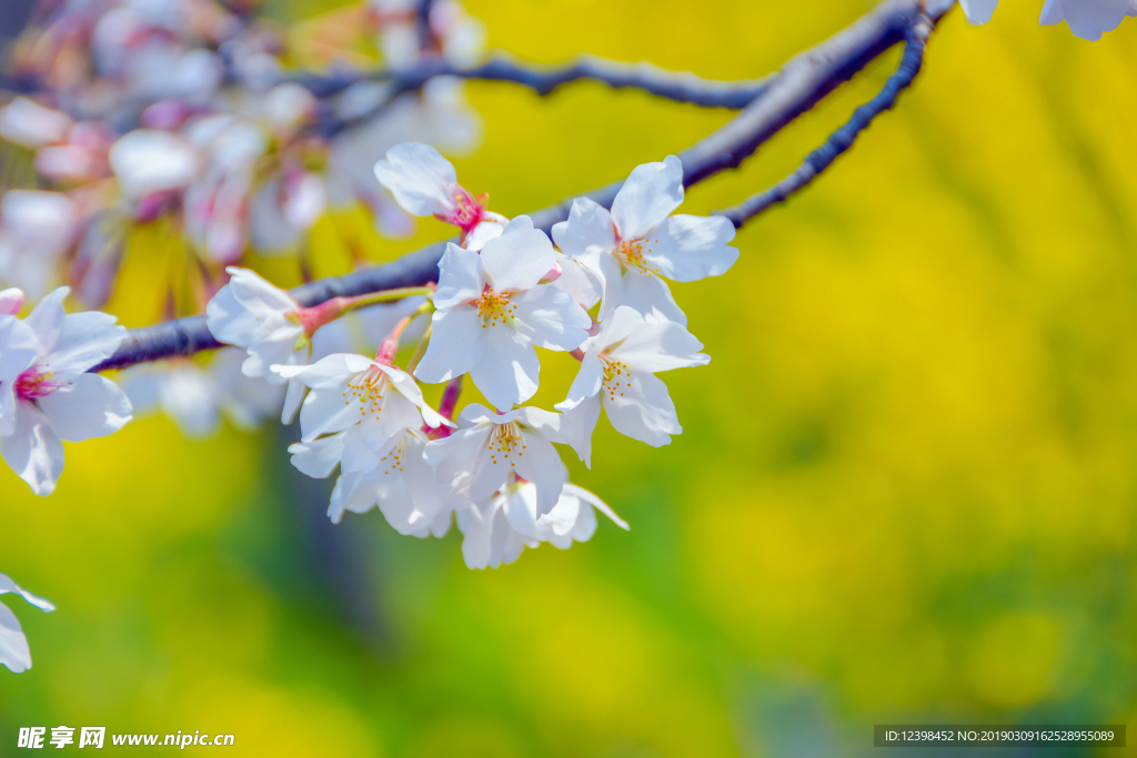 樱花