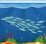 美丽海底银色鱼群