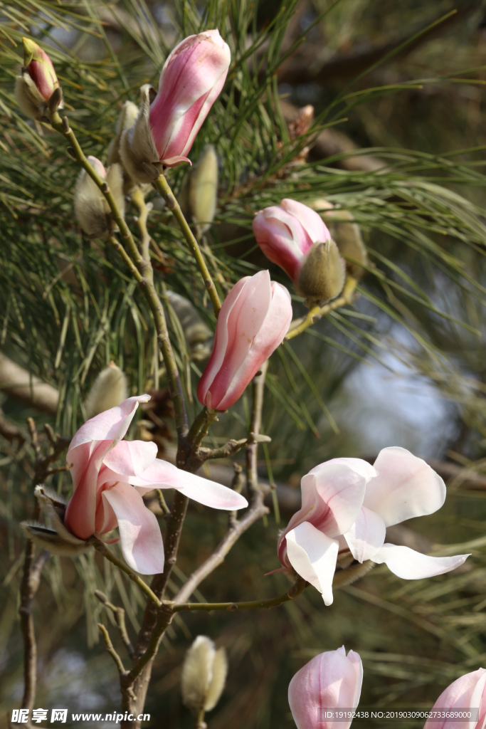 玉兰花