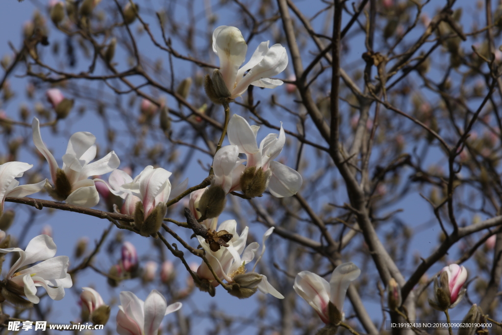 玉兰花
