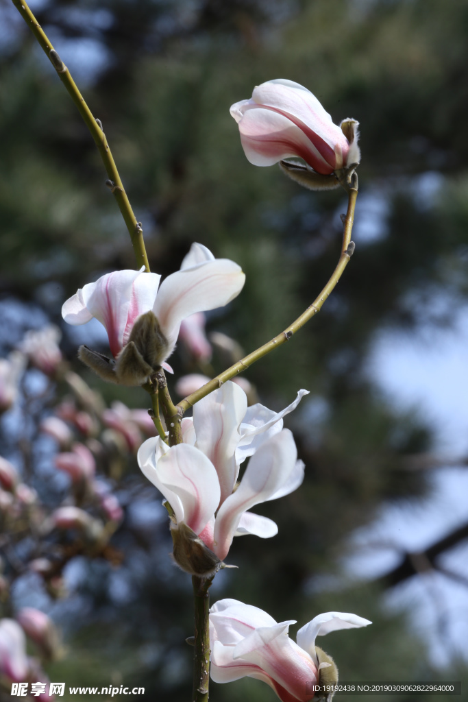 玉兰花