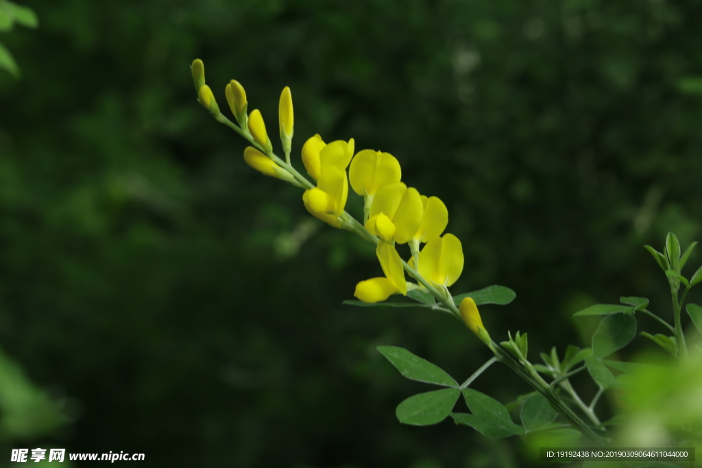 金雀花