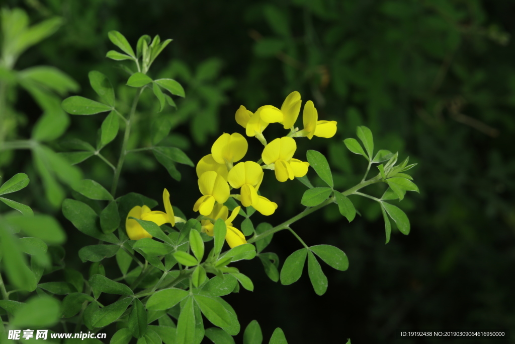 金雀花