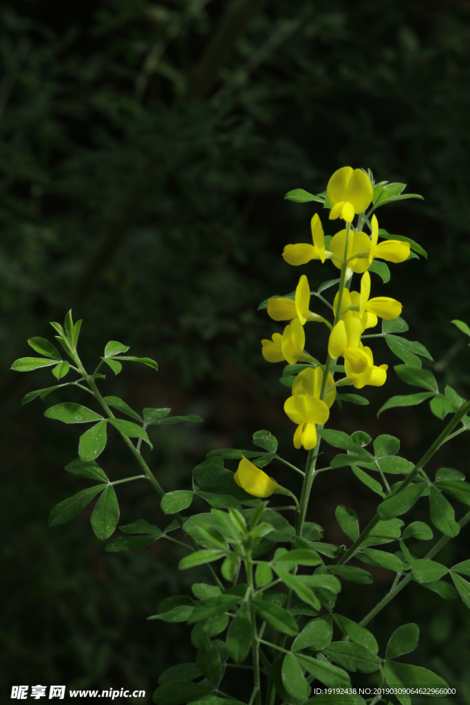金雀花