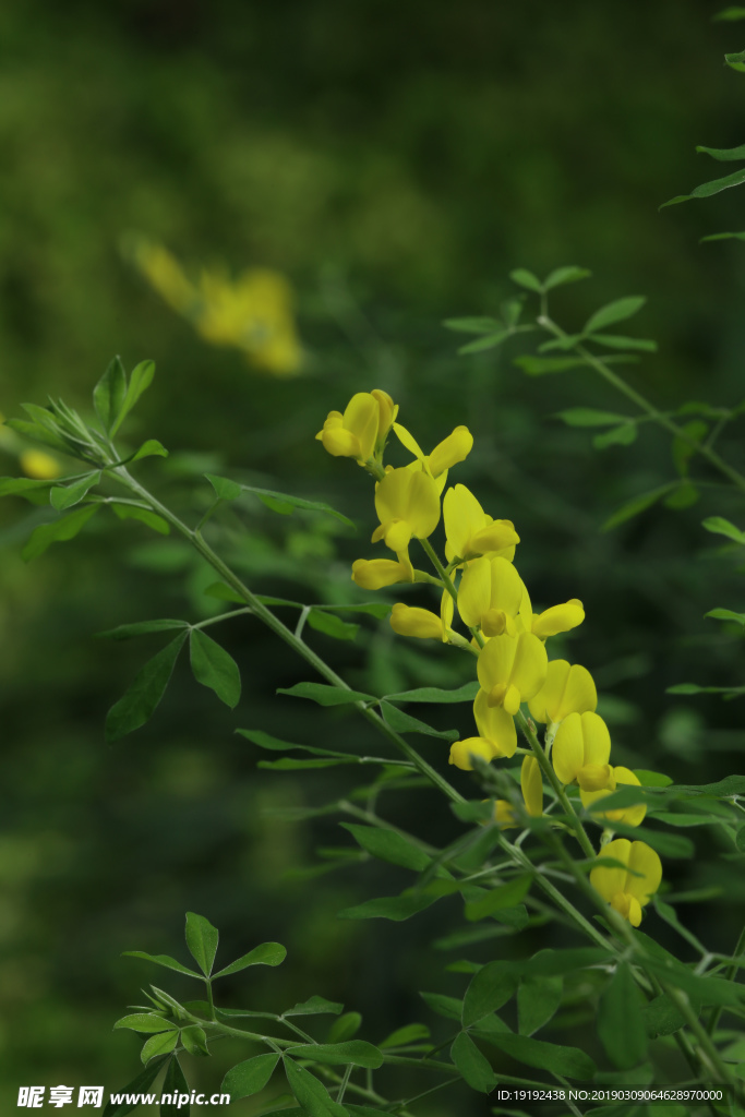 金雀花