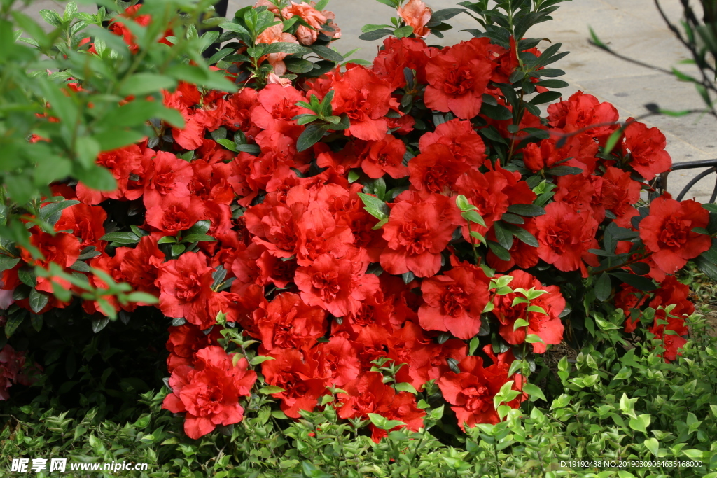 杜鹃花