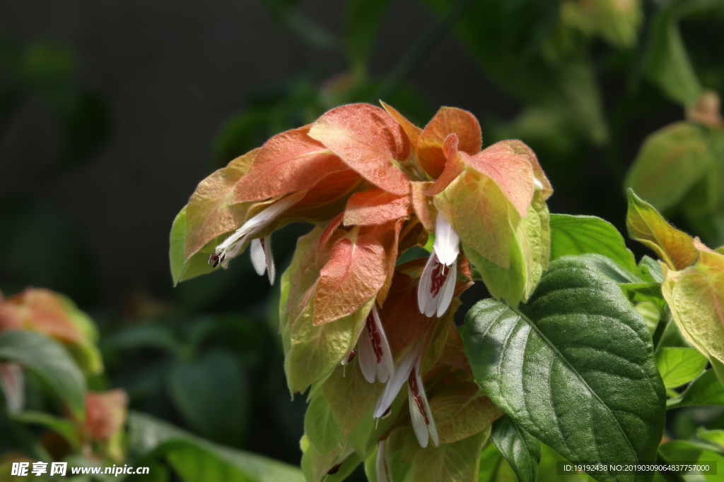 虾衣花