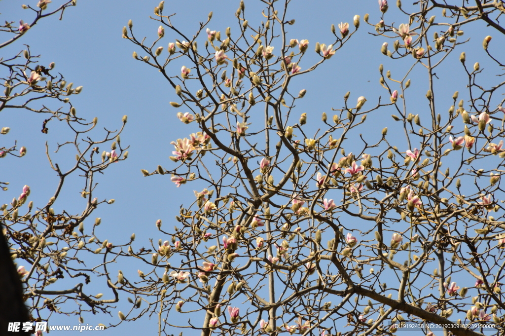 玉兰花