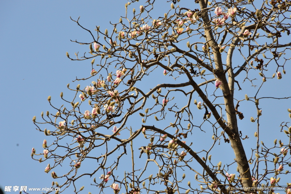 玉兰花
