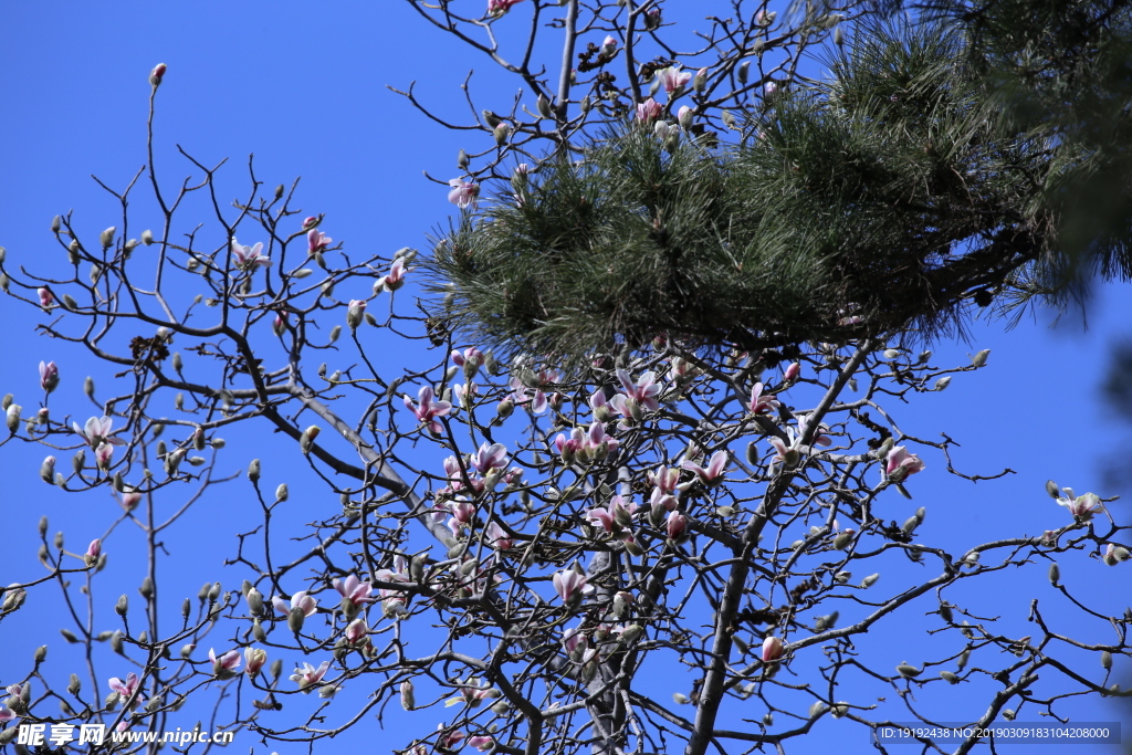 玉兰花