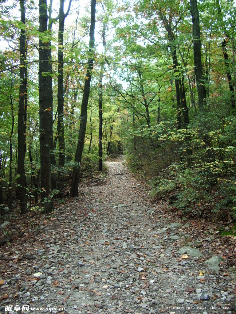 林间的一条小石头路