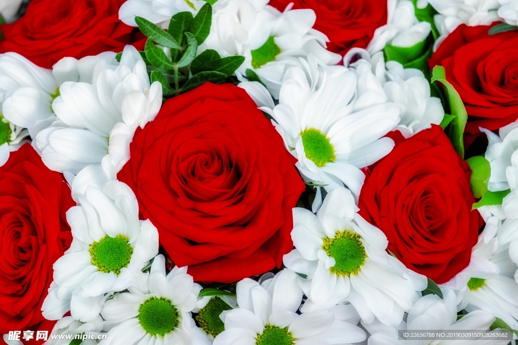 红色玫瑰花白色玫瑰花4k图