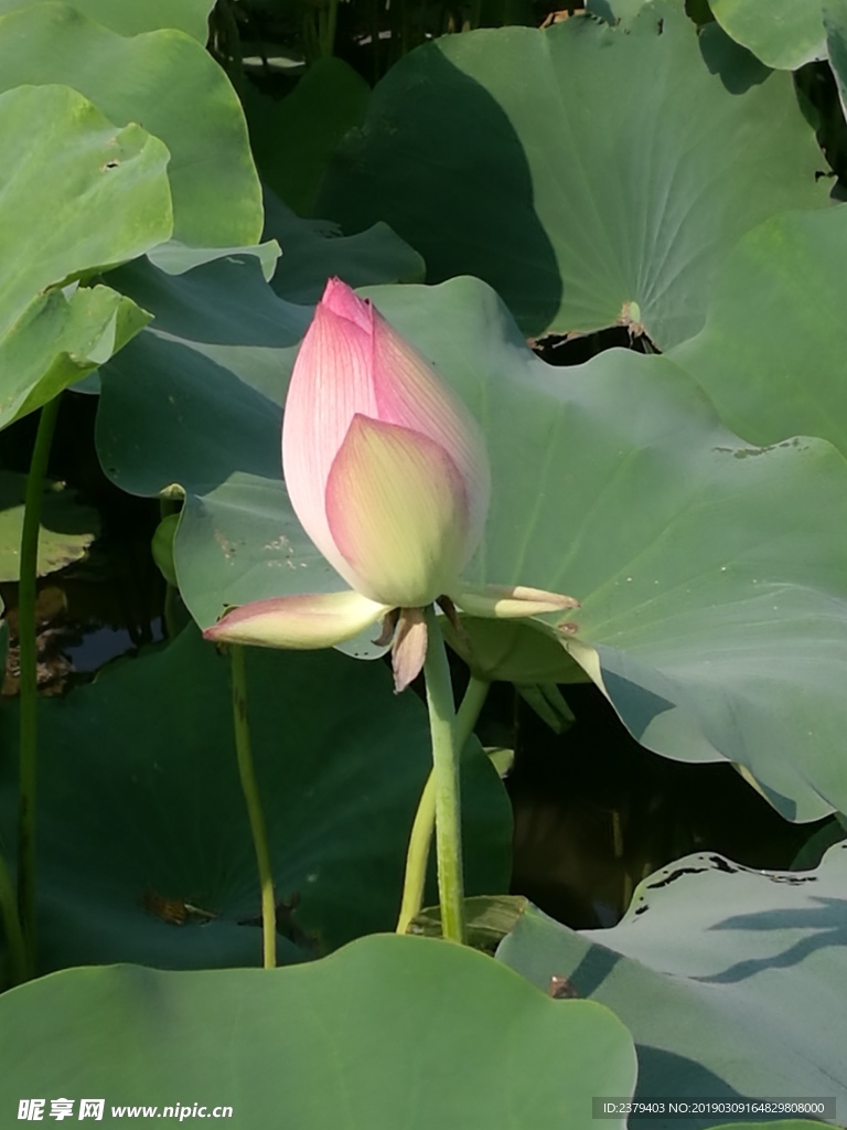 夏日荷花