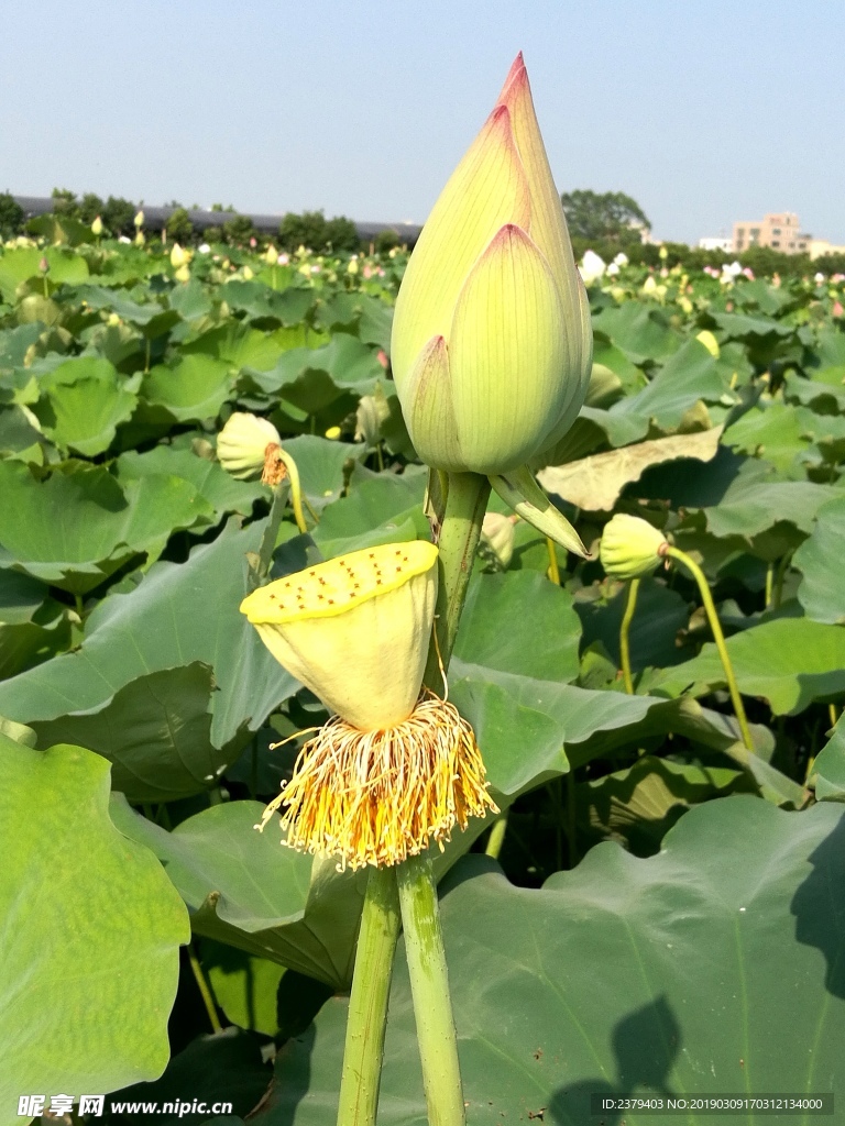 夏日荷花