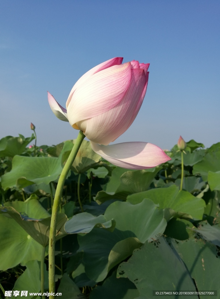 夏日荷花