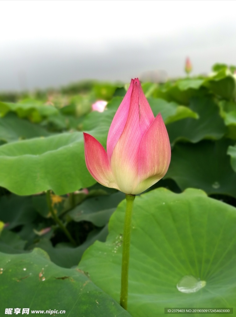 夏日荷花