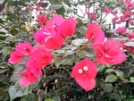 花丛中的三角梅