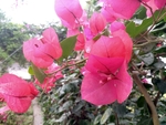 紫色三角梅花