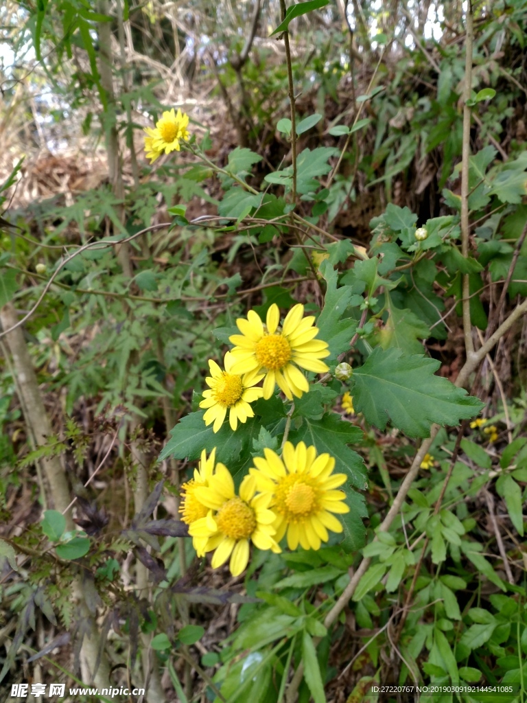 菊花