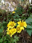山间野菊花