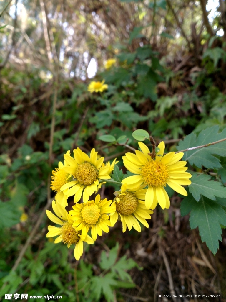 山间野菊花