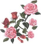 玫瑰花设计素材
