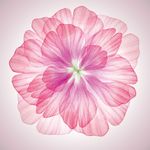 粉色梦幻炫彩花朵