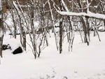雪山松林