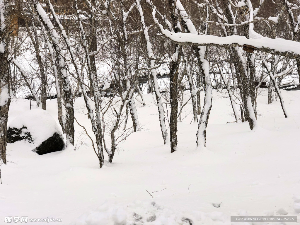 雪山松林