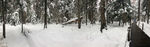 雪山松林