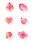 花瓣
