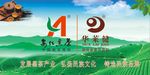 安化黑茶宣传