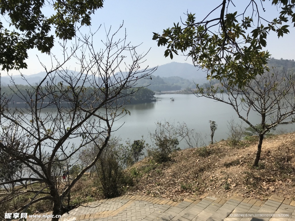 桃花树
