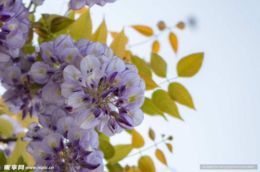 紫藤花