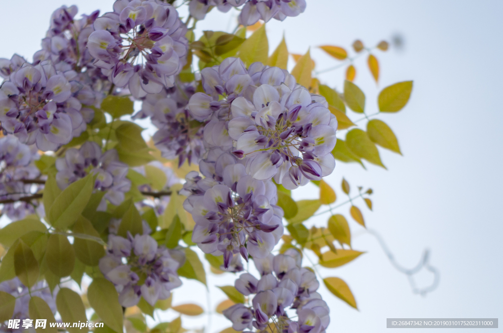 紫藤花