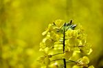 油菜花