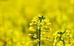 油菜花