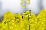 油菜花